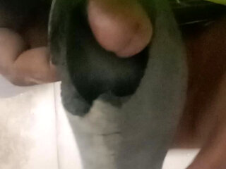 Desi party government today