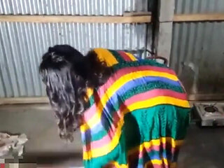 Bengali Boudi Big Ass