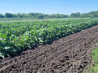 A Slender Brunette Saw a Field in Which Large Zucchini Grow, She Was Not at a Loss and Plucked a Few Pieces