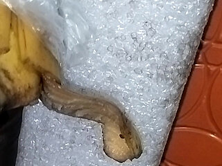 Bhabhi said, put a 15 inch thick from behind, desi hot bhabhi