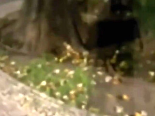 Amateur Boy Caught Peeing in a Park and Given a Handjob