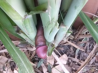 If you did not find anyone, then you fucked the sugarcane with a desi cock