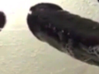 Best CIM Blowjob Ever