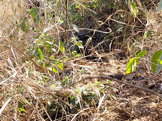 I Fucked My Old Girlfriend in the Forest