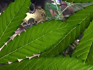 Petite teen double blowjob