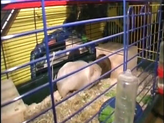 The Best Fucking History in the Neighborhood! MILFs Get Fucked!