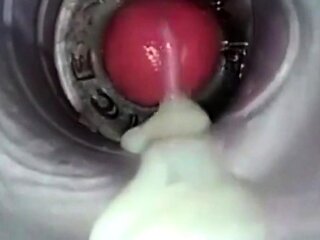 Amateur Big Cock Handjob Masturbation