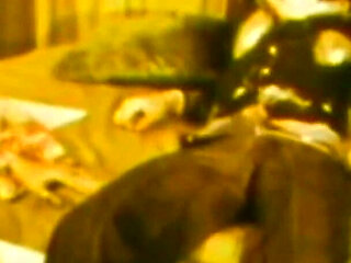 The Lesbians Suck Each Other