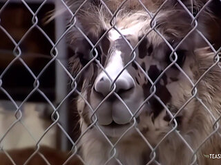 A busty blonde gets a cock in her cunt after giving a guy a blowjob.