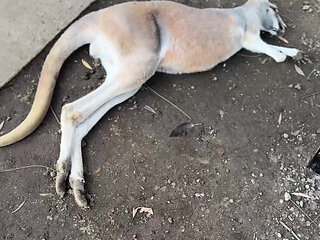 A Real Australian Experience With Aussie Hottie Jade Harper