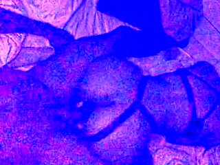 Sexy Ebony Amateur Ass Shaking