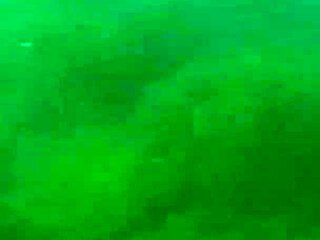 Did You Already See Y Swimming Video?