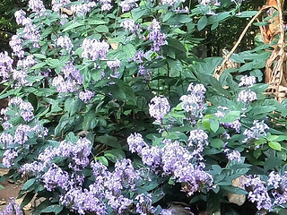 Beautiful Desi Girl Getting Nude Outside in the Garden