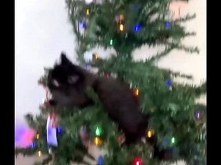 Merry Christmas from the little terrorist