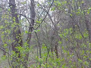 I pee and fuck my lover in the mouth in the forest so that my wife doesn't catch us
