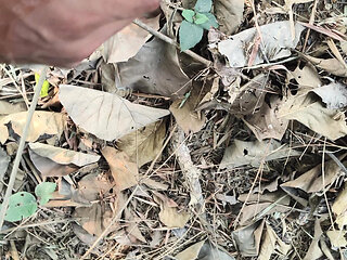 A serene and beautiful view of the village amidst the yellow mustard fields. The cool breeze, open skies and the beauty of nature make this video special