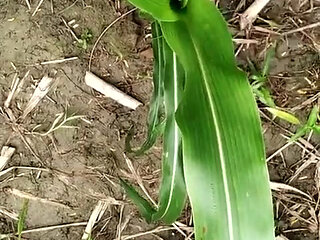 Pissing on Grass in Outdoor