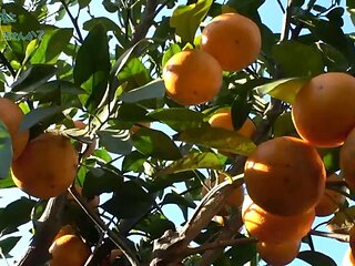 If used without permission, the video will be banned. : Big Tits, Amateur  Japanese Porn