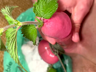 Cbt stinging nettles cum