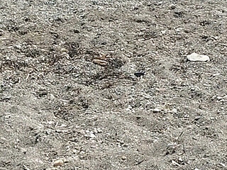 On the Beach Naked Enjoying