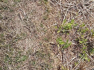 Outdoor Fucking Anal and Pussy Gay Boy