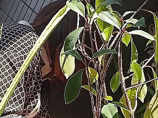 I Pee in the Potted Plant Again