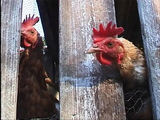 Big Blowjobs and Beautiful Love with Nina Swiss and Jessica Love