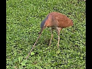 Night heron