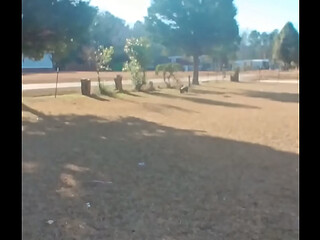 PitBull Play