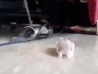 Un pinchi hamster todo bonito