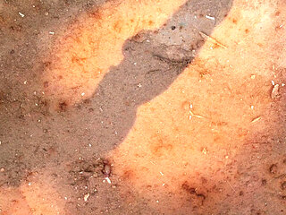 Magnificent babes get screwed in wild orgy