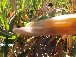 Amwednesday - Corn Field