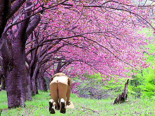 Blooming Spring