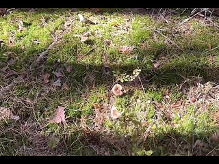 Mushroom Walk in the Forest Tick in the Pussy