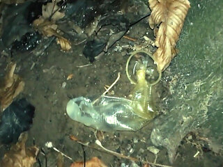 Middle East Guy Cums on Used Condom Thrown Out