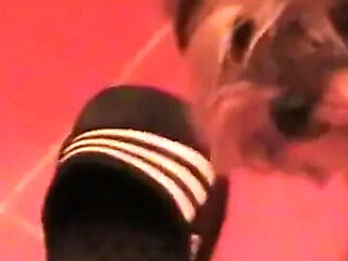 Nessa Devil Hot Couple Sex - Day in Life POV Blowjob & Eating Pussy