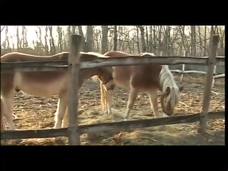 Stepather master - DVD