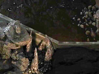 The Genesis Order V37081 Part 92 Madalyn Masturbating by Loveskysan69