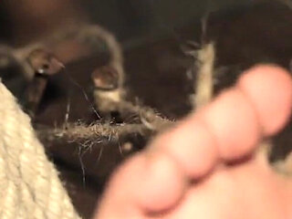 Imprisoned Witch - the Feet of a Savage Nature Girl Are Being Tortmented in Many Different Ways