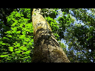 Mesmeriza demo 12 Island of Oblivion