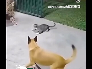 Meu pau e muito gostoso