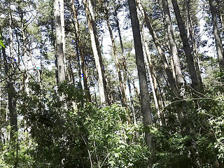 Mesmeriza Forest Walk