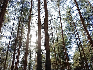 Sex with a stepson in the forest