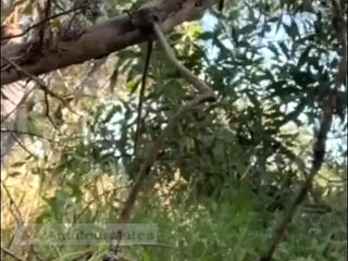 Hot Amateur Boy Sucks and Rims in the Woods