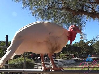 Dez Hansen behind the scenes trip to the farm and blowjob in the car POV: Porn