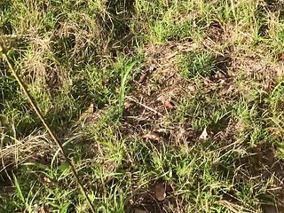 All invited I masturbate very nice on the grass
