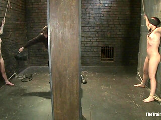 Final Exam-muscles and Sparky