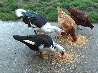 Ginger French doll gives all her holes to this horny cowboy