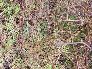 Outdoor Piss in the Rain