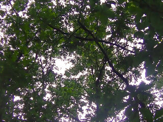 Nice and Long Cumshot, Shirtless, in a Public Forest